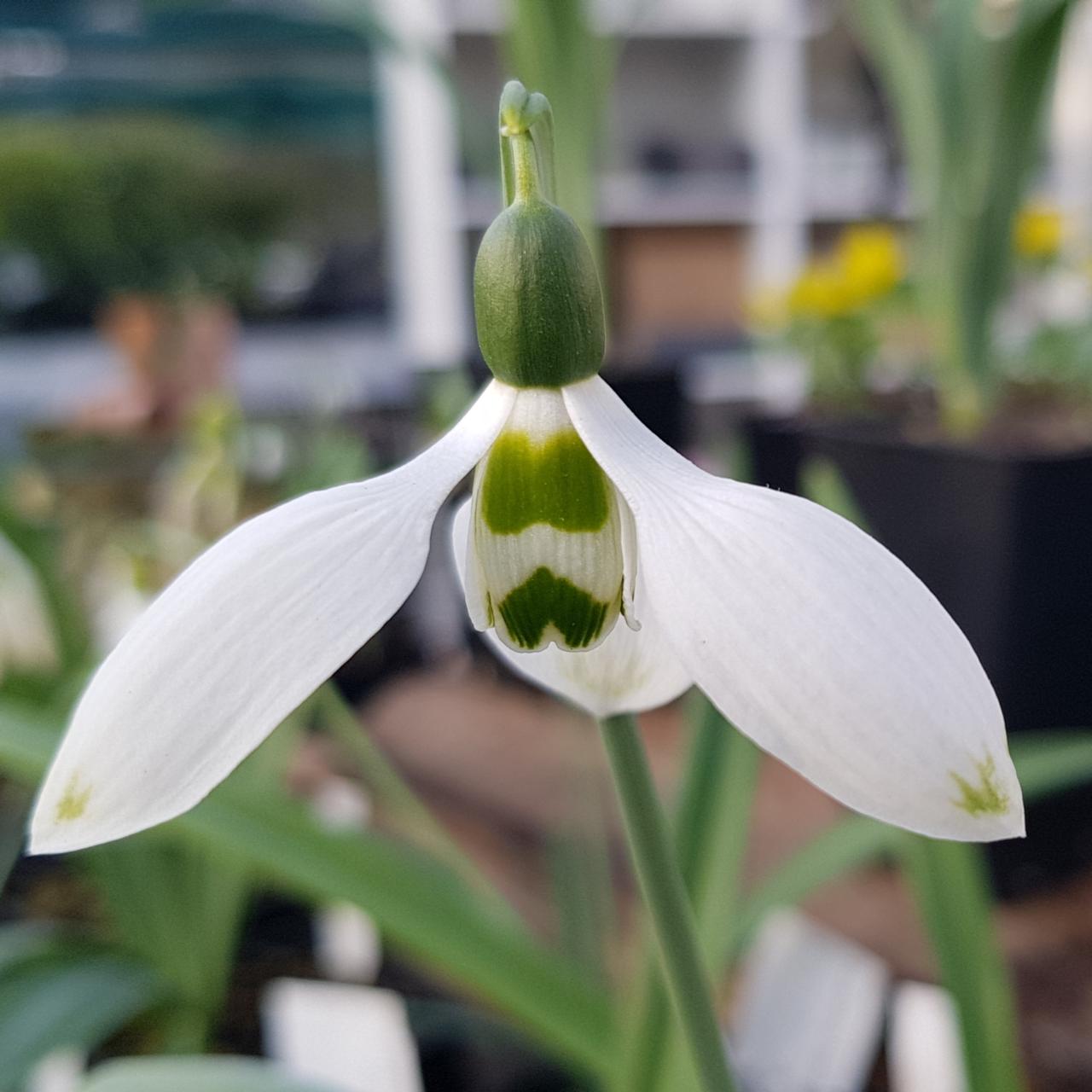 Galanthus elwesii 'Jonathan' plant