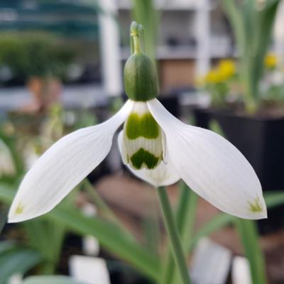 galanthus-elwesii-jonathan_400.jpeg