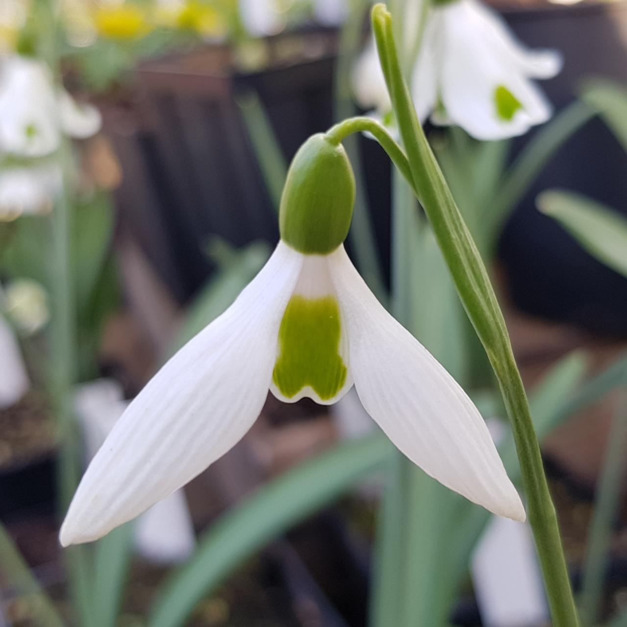 Galanthus elwesii 'Jubilee Green' plant