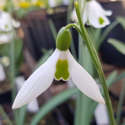 galanthus-elwesii-jubilee-green_400.jpeg