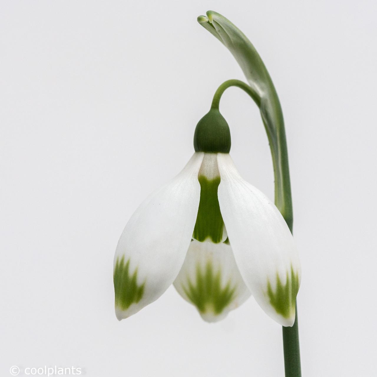 Galanthus elwesii 'Marlie Raphael' plant