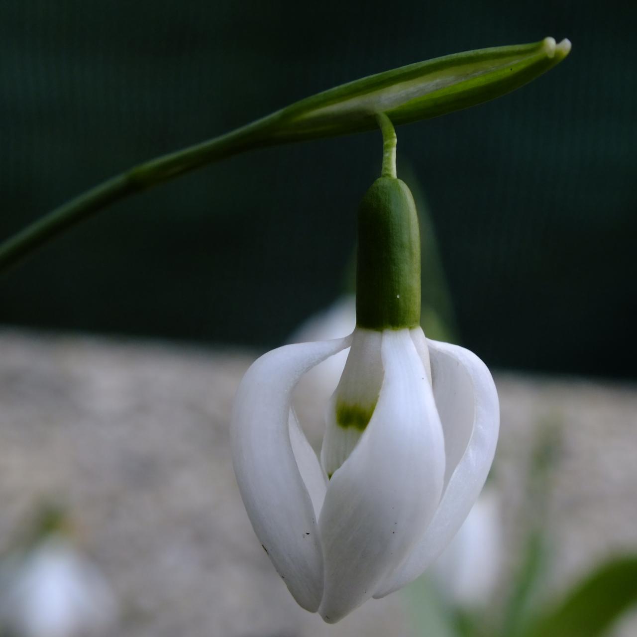 Galanthus elwesii 'Moses Basket' plant