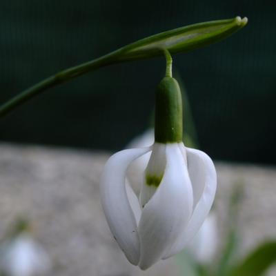 galanthus-elwesii-moses-basket_400.jpeg