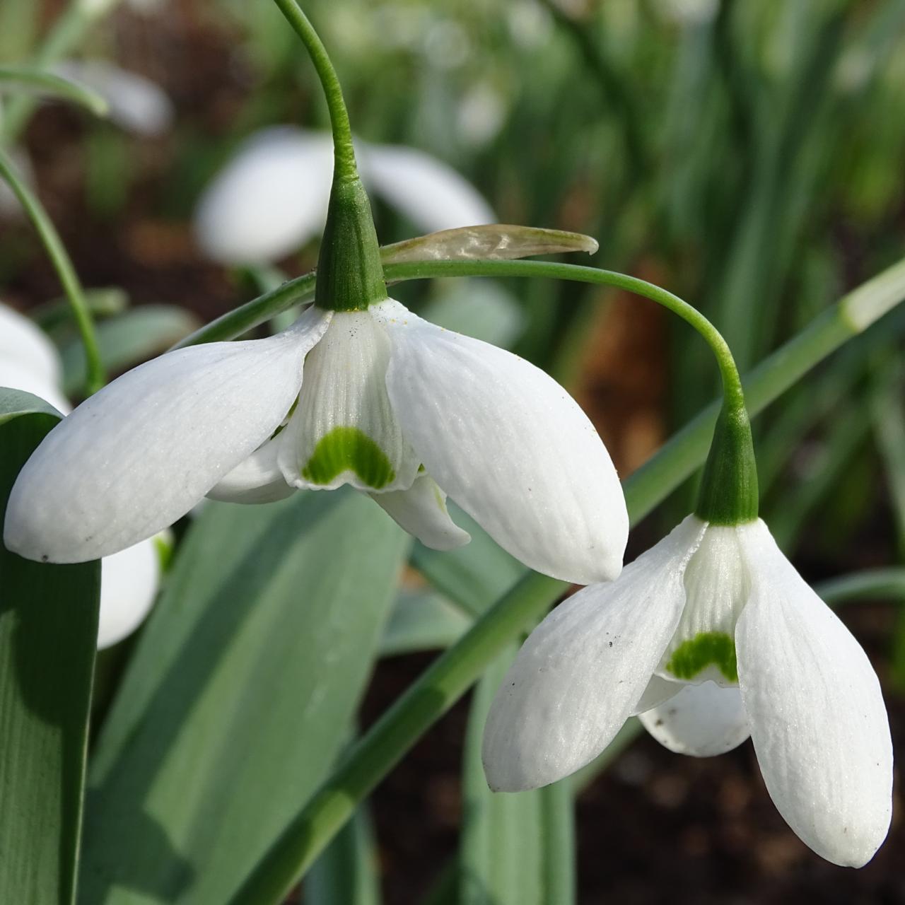 Galanthus elwesii 'Nathalie Garton' plant