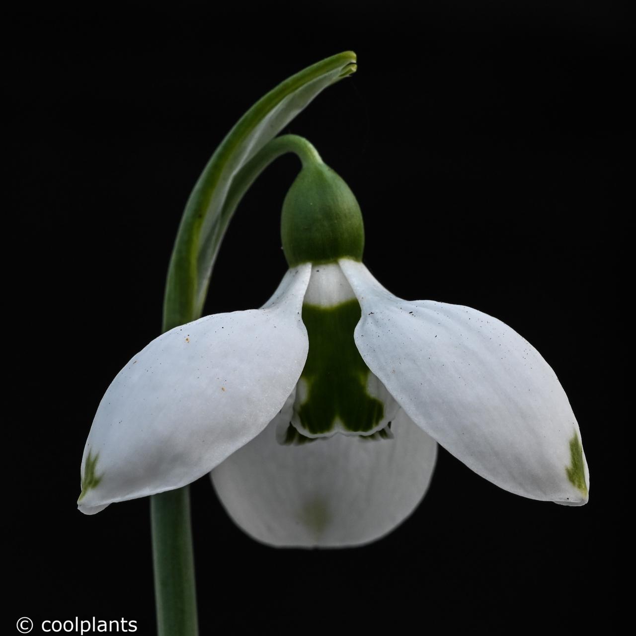 Galanthus elwesii  'Pat Mason' plant