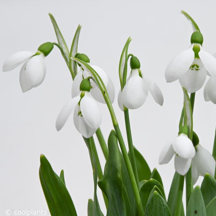 Galanthus elwesii 'Polar Bear' plant