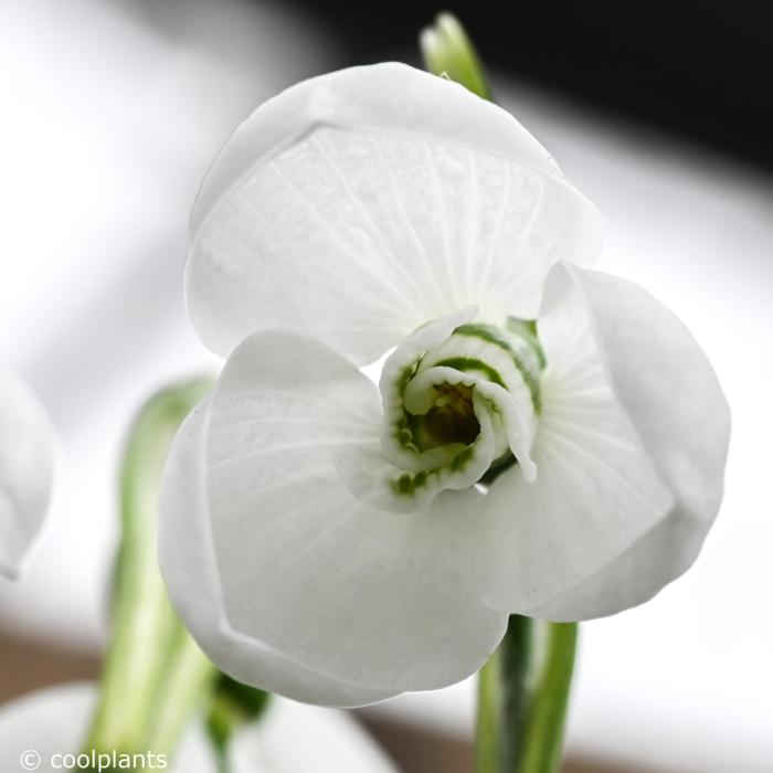 Galanthus elwesii 'Polar Bear' plant