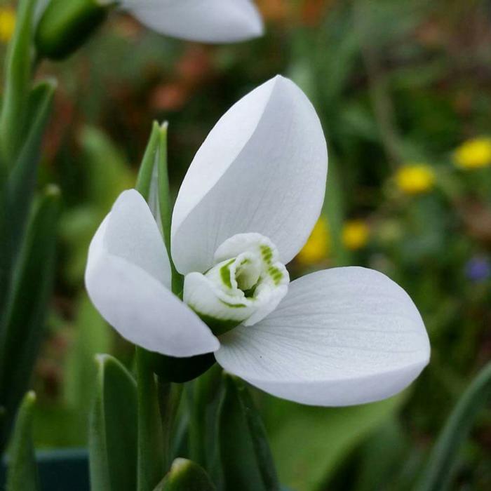 Galanthus elwesii 'Polar Bear' plant