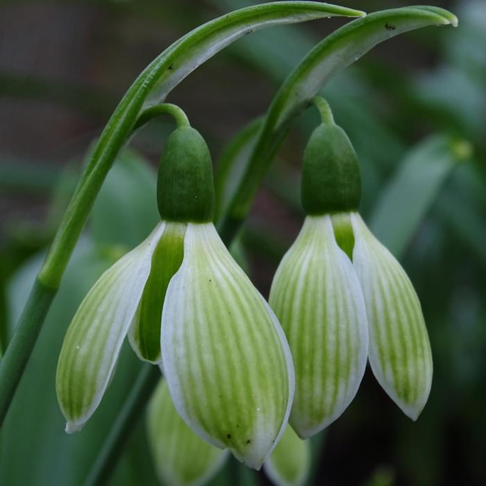 Galanthus elwesii 'Rosemary Burnham' plant