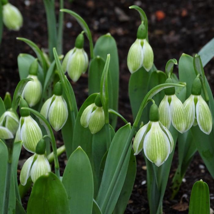 Galanthus elwesii 'Rosemary Burnham' plant