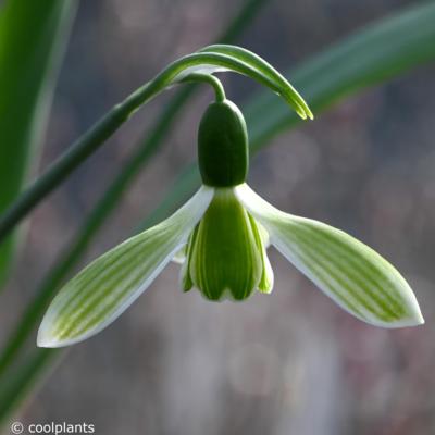 galanthus-elwesii-rosemary-burnham