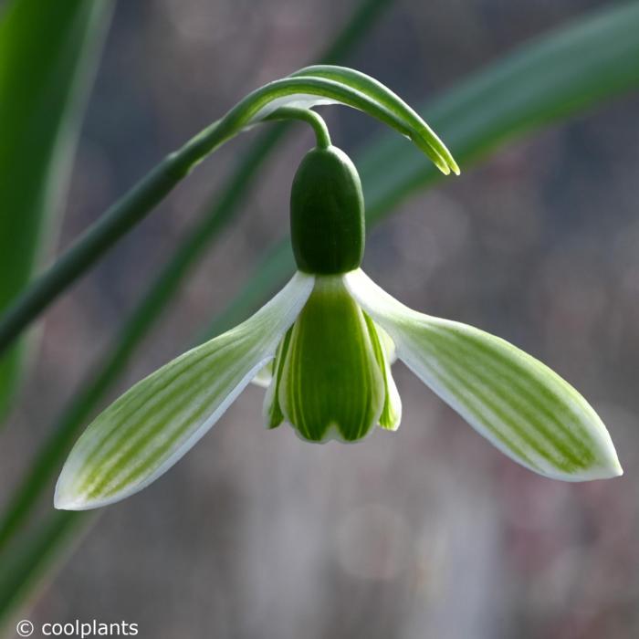 Galanthus elwesii 'Rosemary Burnham' plant