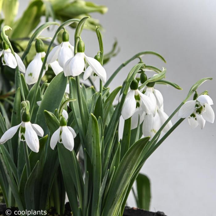 Galanthus elwesii 'Snow Fox' plant