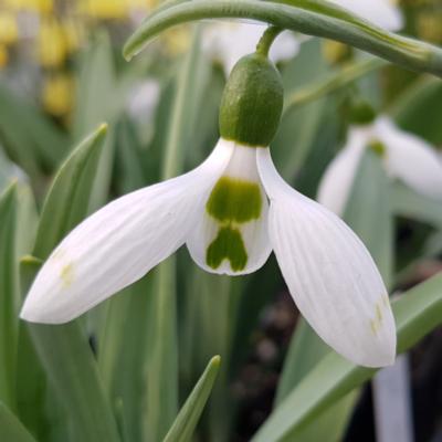 galanthus-elwesii-snow-fox