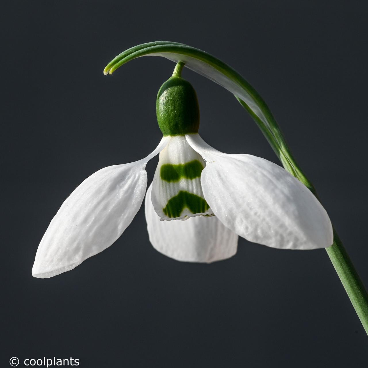 Galanthus elwesii ssp. whittallii 'Hörup' plant