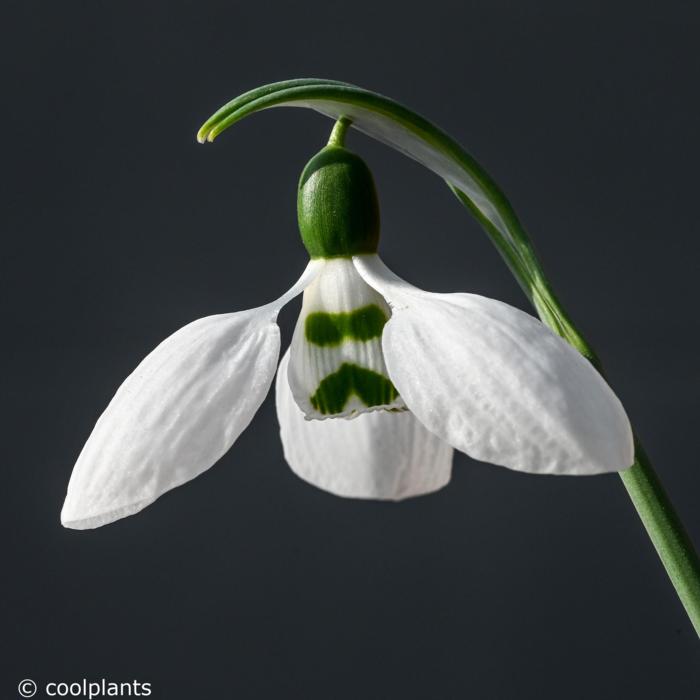 Galanthus elwesii ssp. whittallii 'H&ouml;rup'