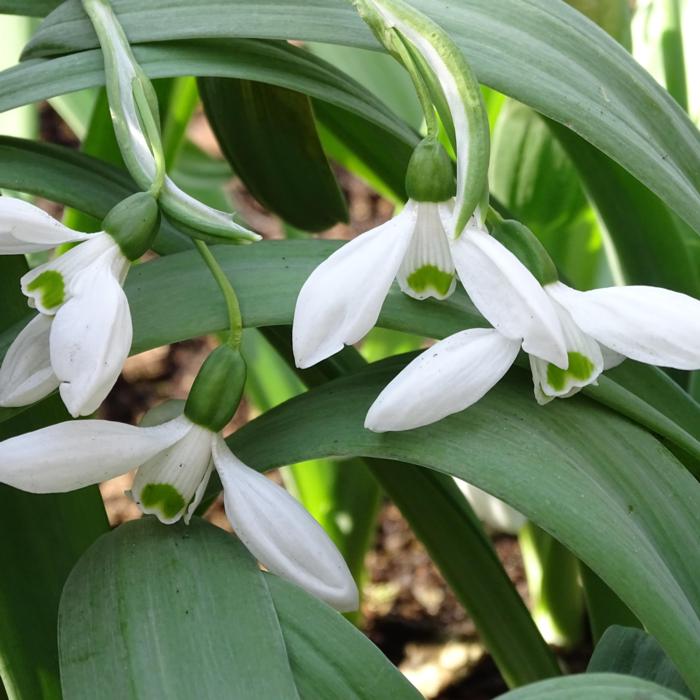 Galanthus elwesii var. monostictus 'Warwickshire Gemini'