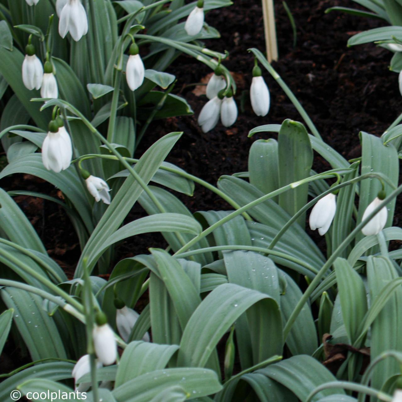 Galanthus elwesii var. monostictus plant