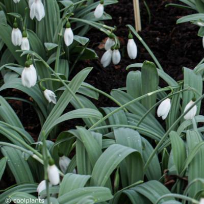 galanthus-elwesii-var-monostictus_400.jpeg