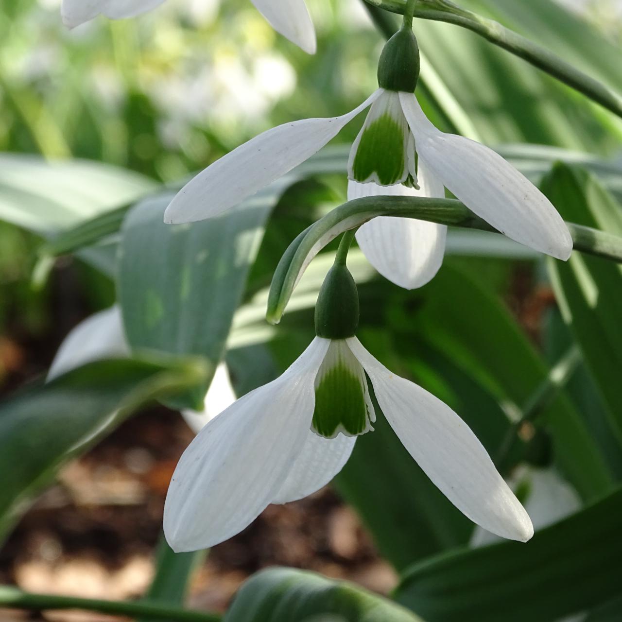 Galanthus elwesii 'Yvonne Hay' plant