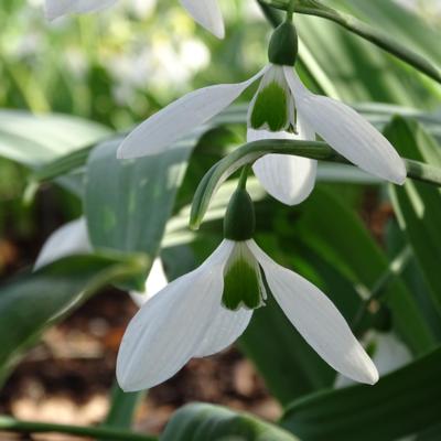 galanthus-elwesii-yvonne-hay_400.jpeg