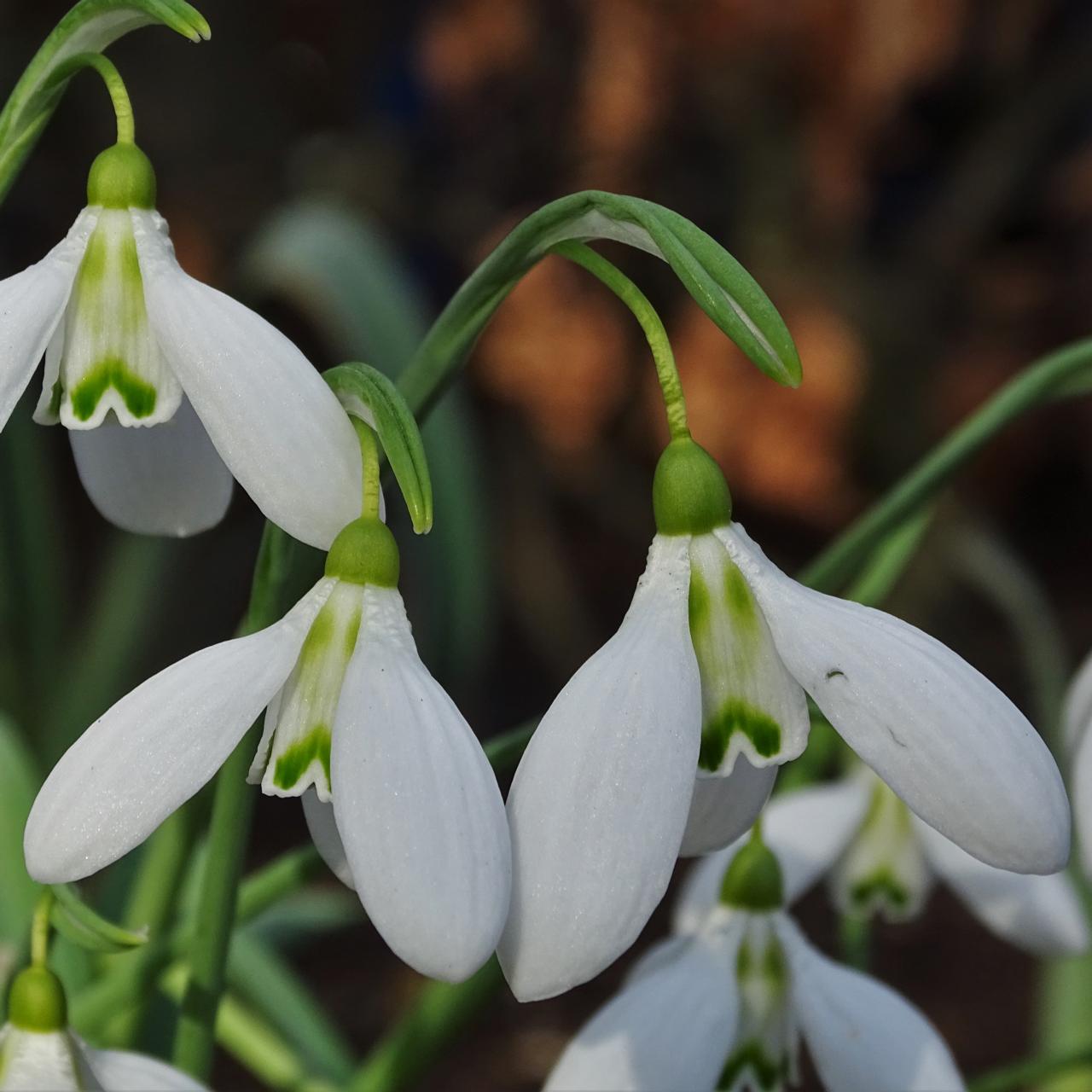Galanthus 'Enid Bromley' plant