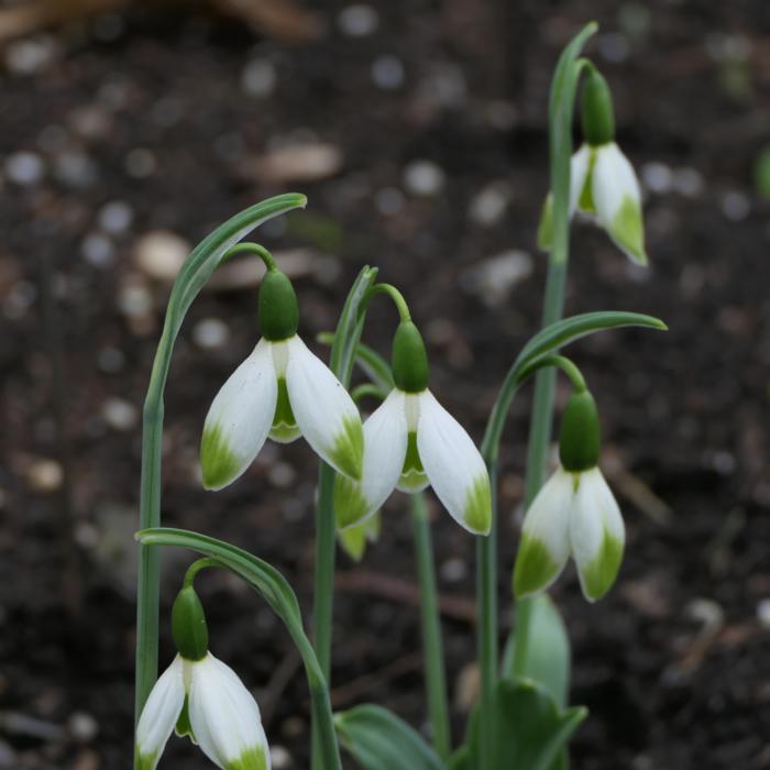 Galanthus 'Eric Saints' plant