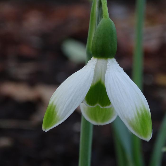 Galanthus 'Eric Saints' plant