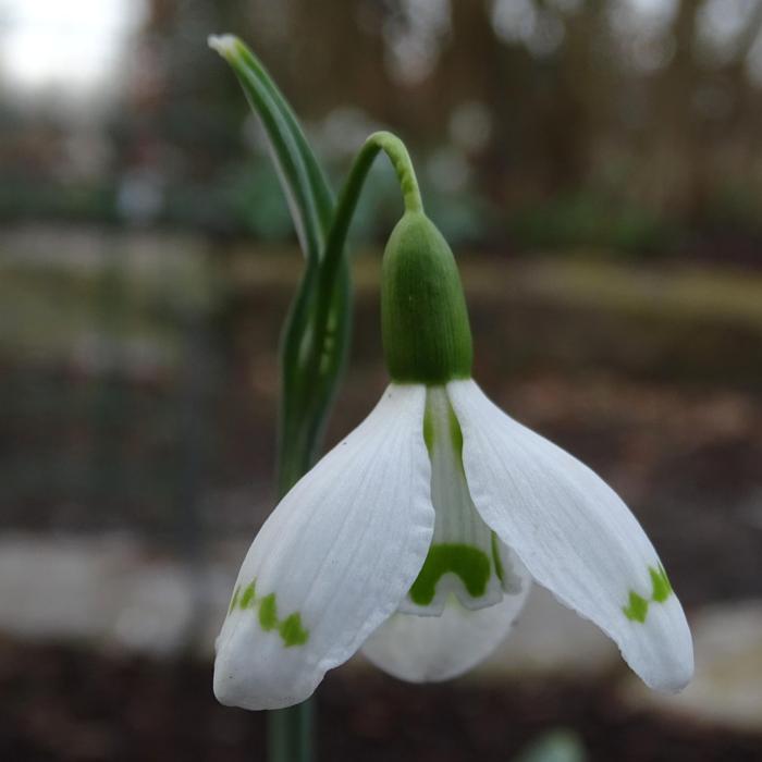 Galanthus 'Essex Girl' plant