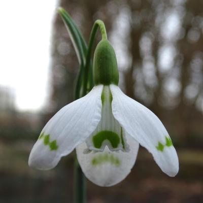 galanthus-essex-girl