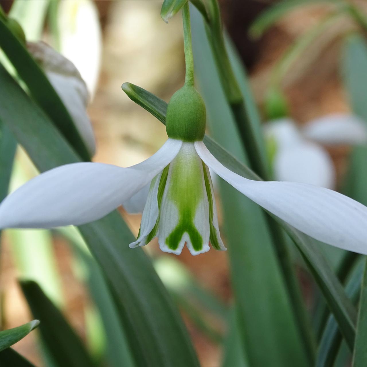 Galanthus 'Excelsis' plant