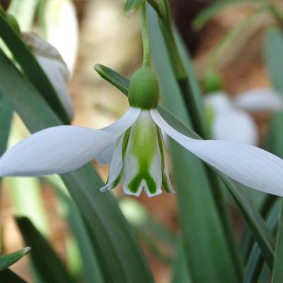 galanthus-excelsis_400.jpeg