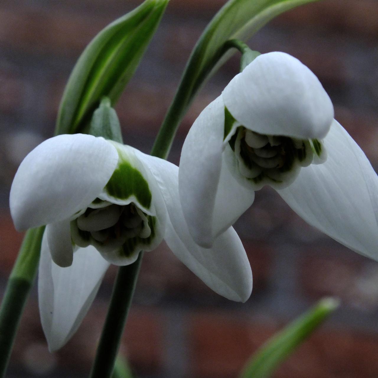 Galanthus 'Faringdon Double' plant