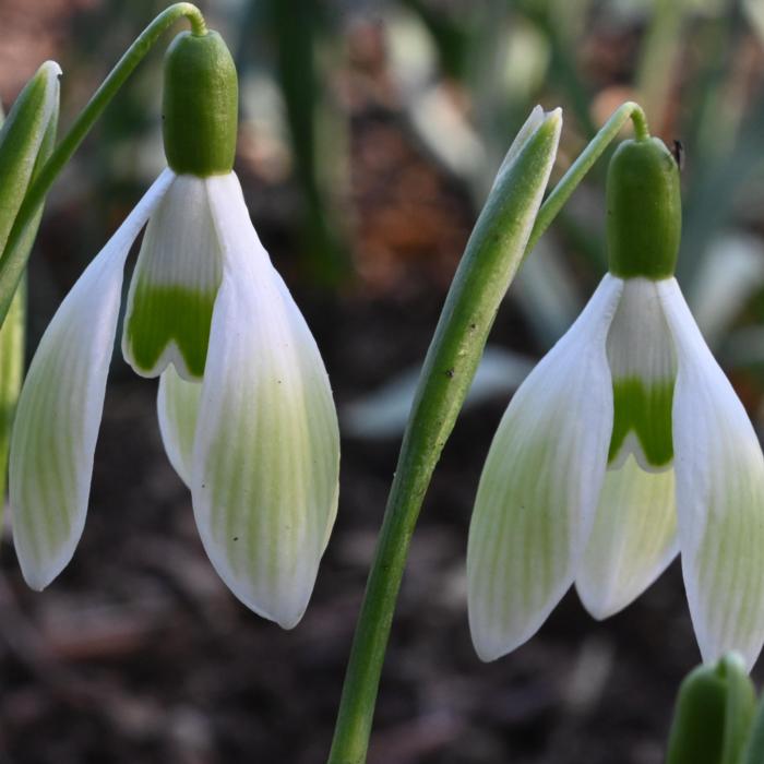 Galanthus 'Federschwingen' plant