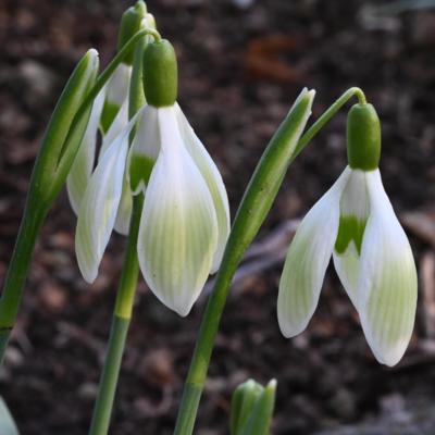 galanthus-federschwingen