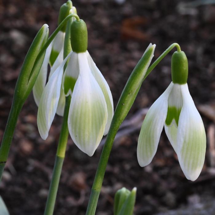 Galanthus 'Federschwingen' plant
