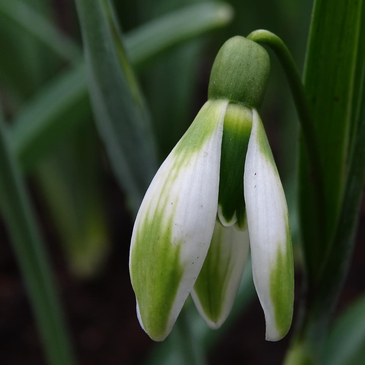 Galanthus 'Fieldgate Fortissimo' plant