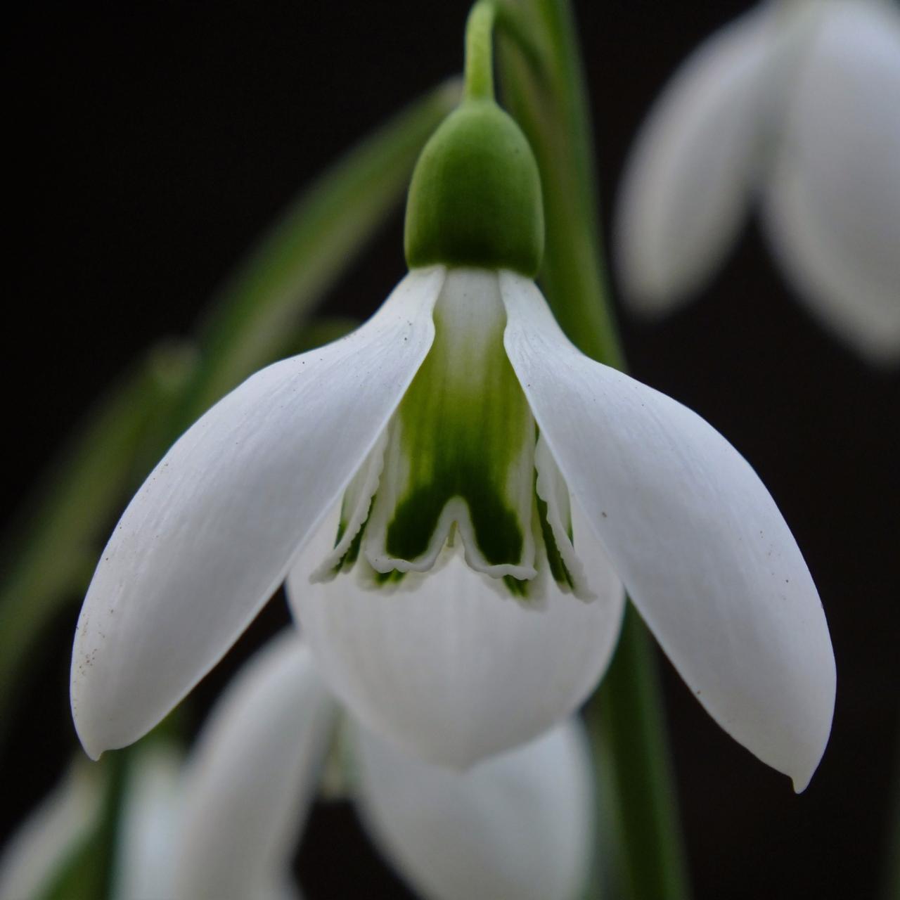 Galanthus 'Fieldgate Fugue' plant