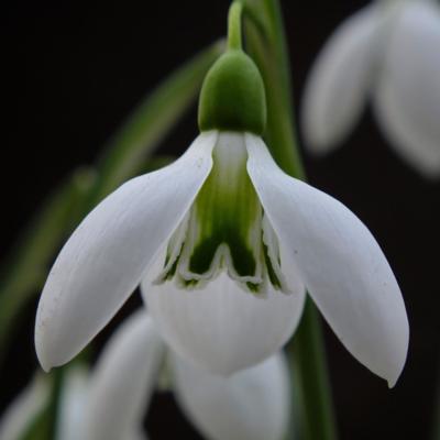 galanthus-fieldgate-fugue_400.jpeg