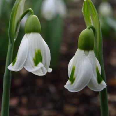 galanthus-fieldgate-imp_400.jpeg