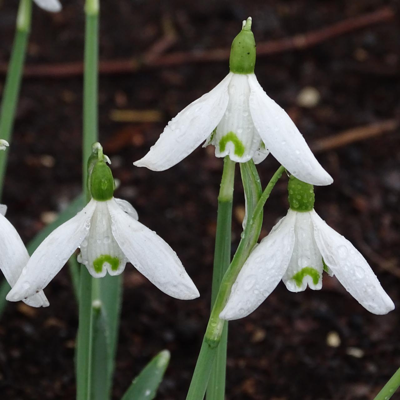 Galanthus 'Finchale Abbey' plant