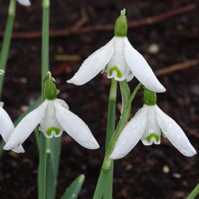 galanthus-finchale-abbey_400.jpeg