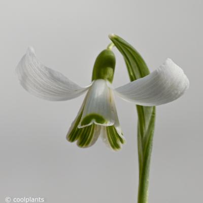 galanthus-flight-of-fancy_1_400.jpeg