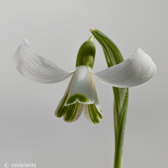 Galanthus 'Flight of Fancy' plant