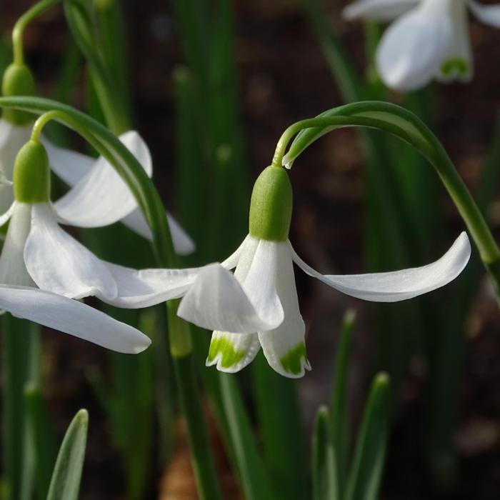 Galanthus 'Flight of Fancy' plant