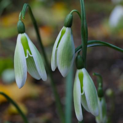 galanthus-fotini_1_400.jpeg