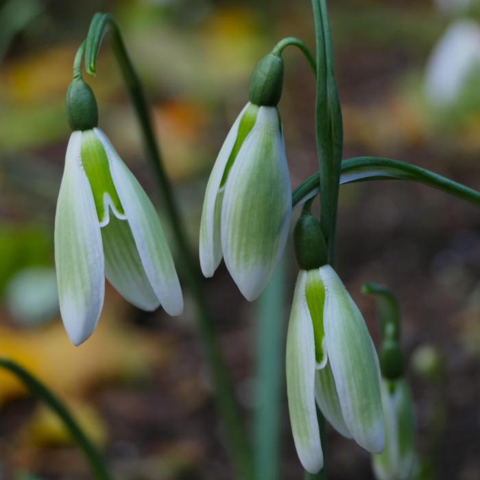 Galanthus reginae-olgae 'Fotini' plant