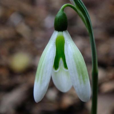 galanthus-fotini_400.jpeg