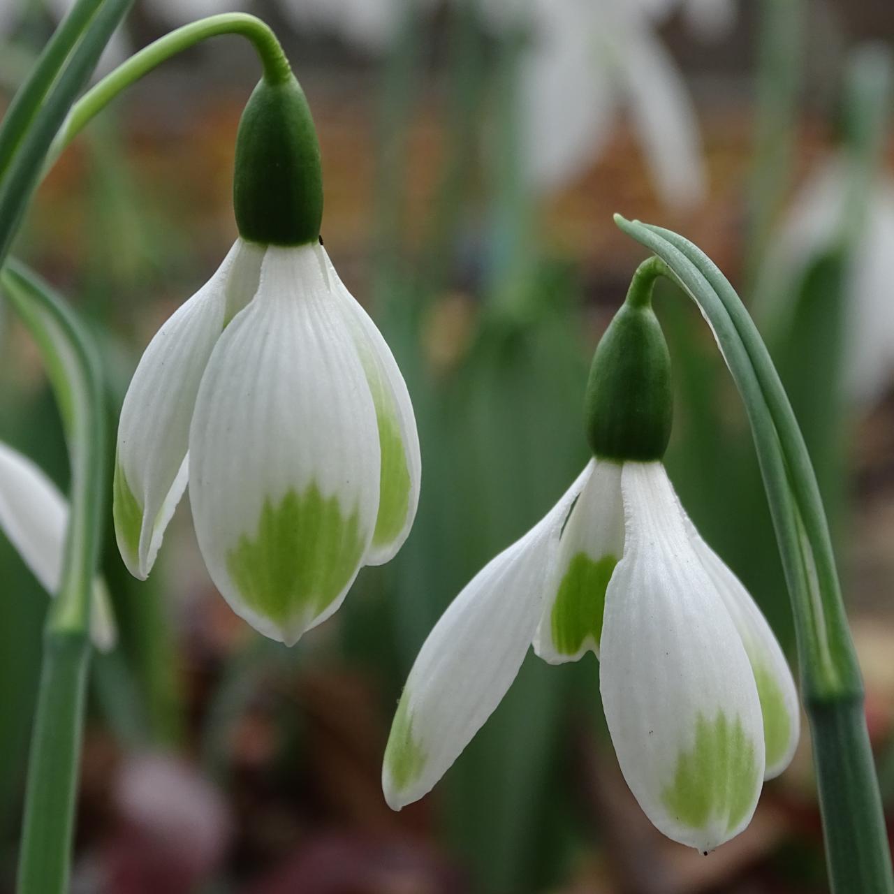 Galanthus elwesii var. monostictus 'Frank Lebsa' plant