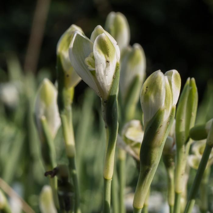 Galanthus 'Funny Justine' plant